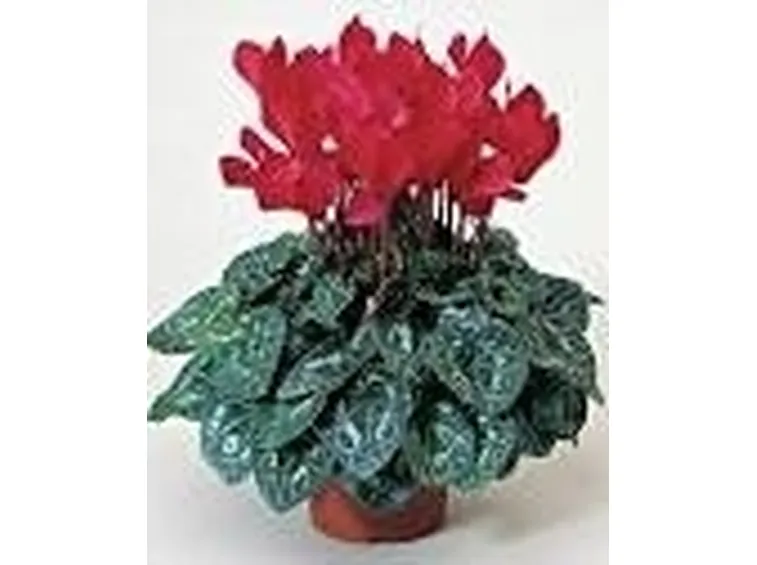 Significato fiori ciclamini rosse