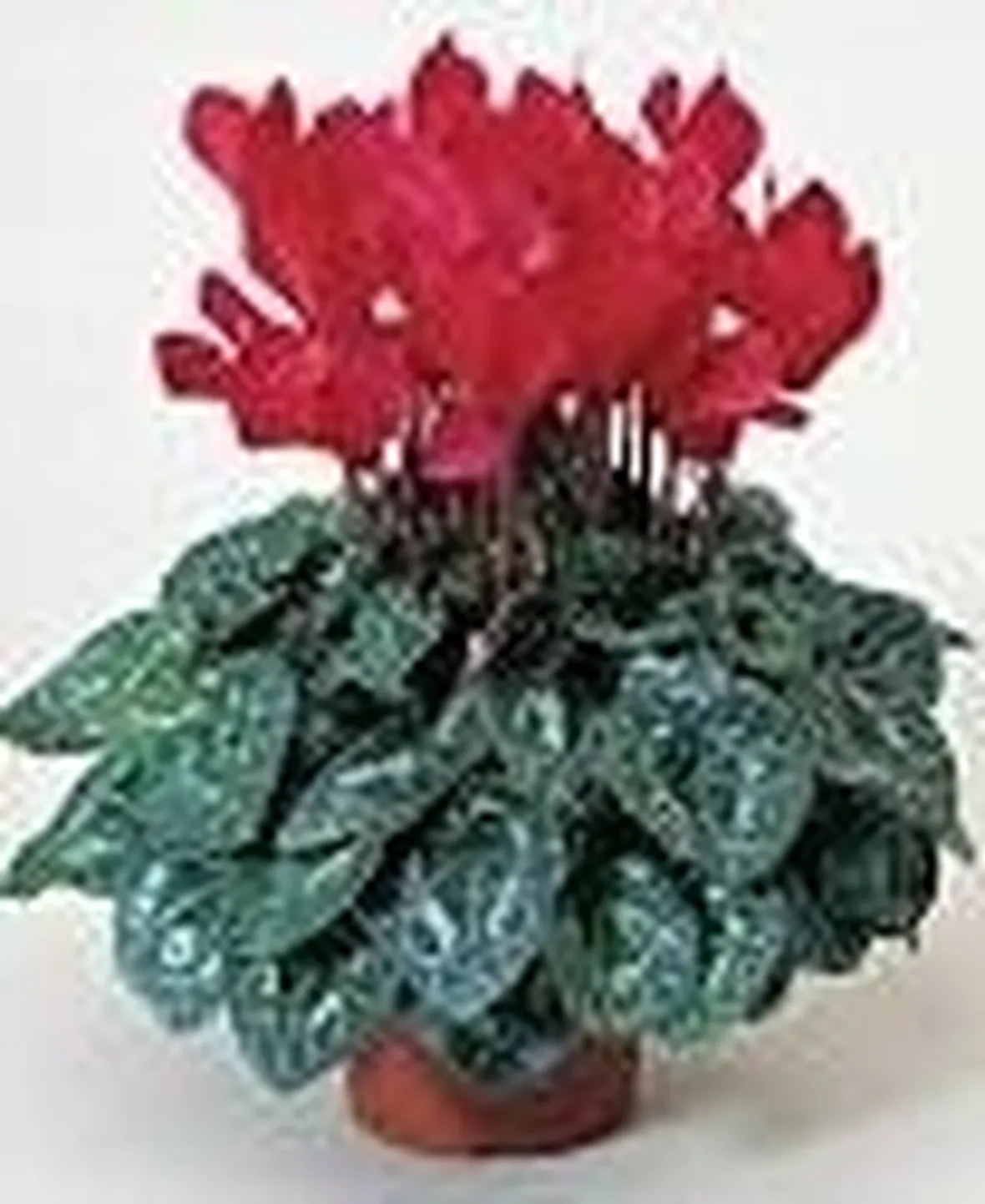 Significato fiori ciclamini rosse