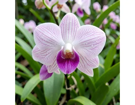 significato fiori dendrobium rosa