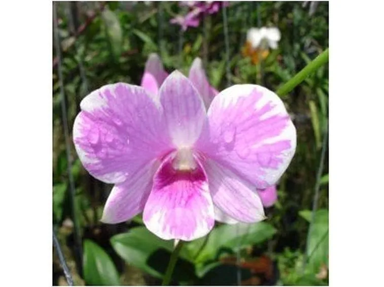 significato fiori dendrobium rosa
