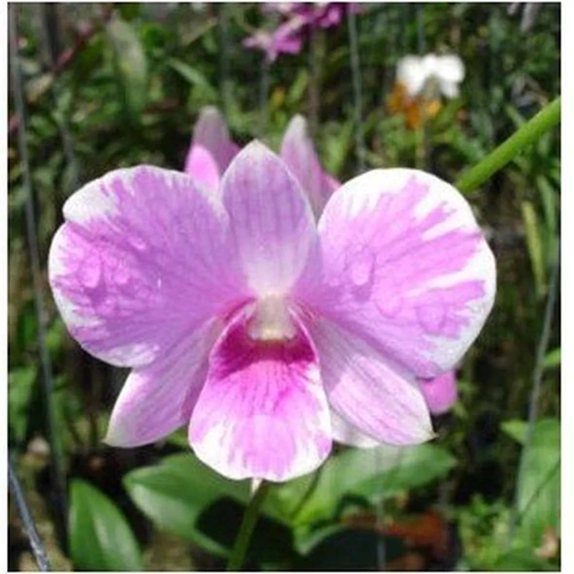 significato fiori dendrobium rosa