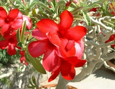 significato fiori endrobium arancio