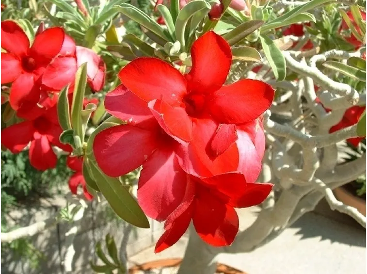 significato fiori endrobium arancio