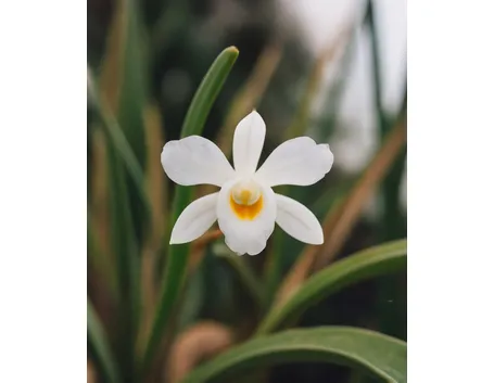 significato fiori endrobium bianche-1