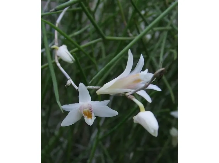 significato fiori endrobium bianche-1