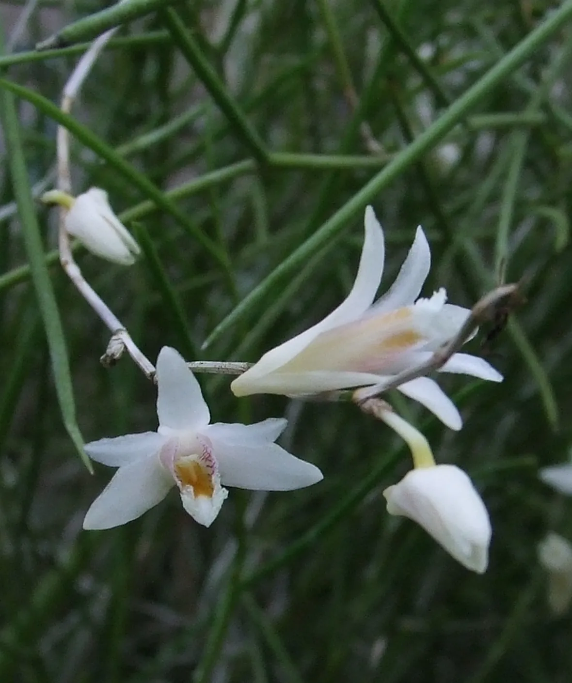 significato fiori endrobium bianche-1