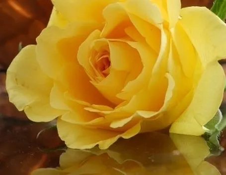 significato fiori gerbere arancio