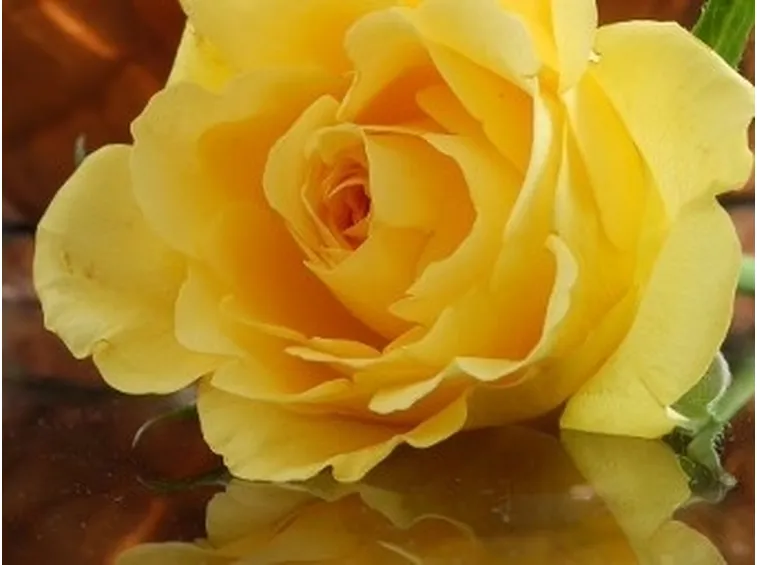 significato fiori gerbere arancio