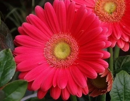 significato fiori gerbere fuxia-1