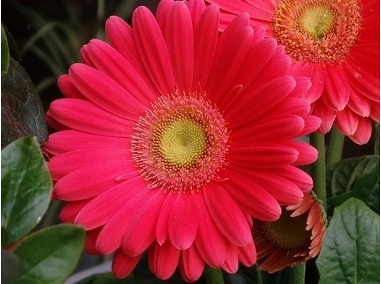 significato fiori gerbere fuxia-1