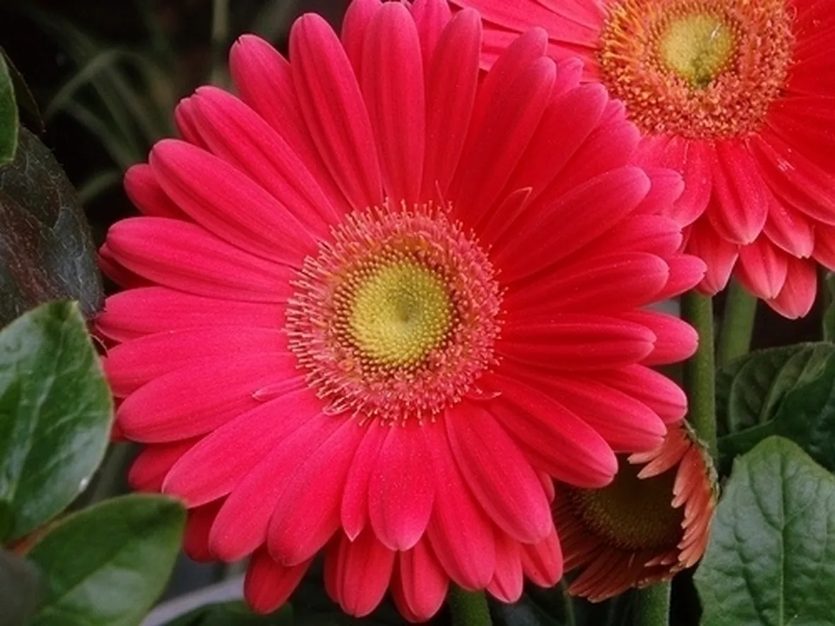 significato fiori gerbere fuxia-1