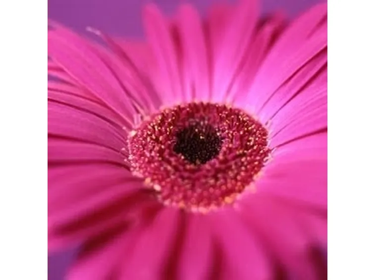 significato fiori gerbere fuxia