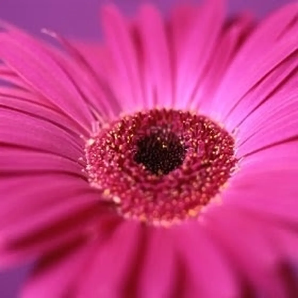 significato fiori gerbere fuxia
