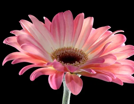significato fiori gerbere rosa-1