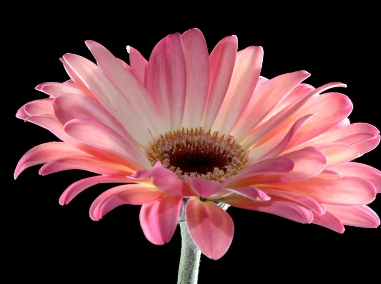significato fiori gerbere rosa-1