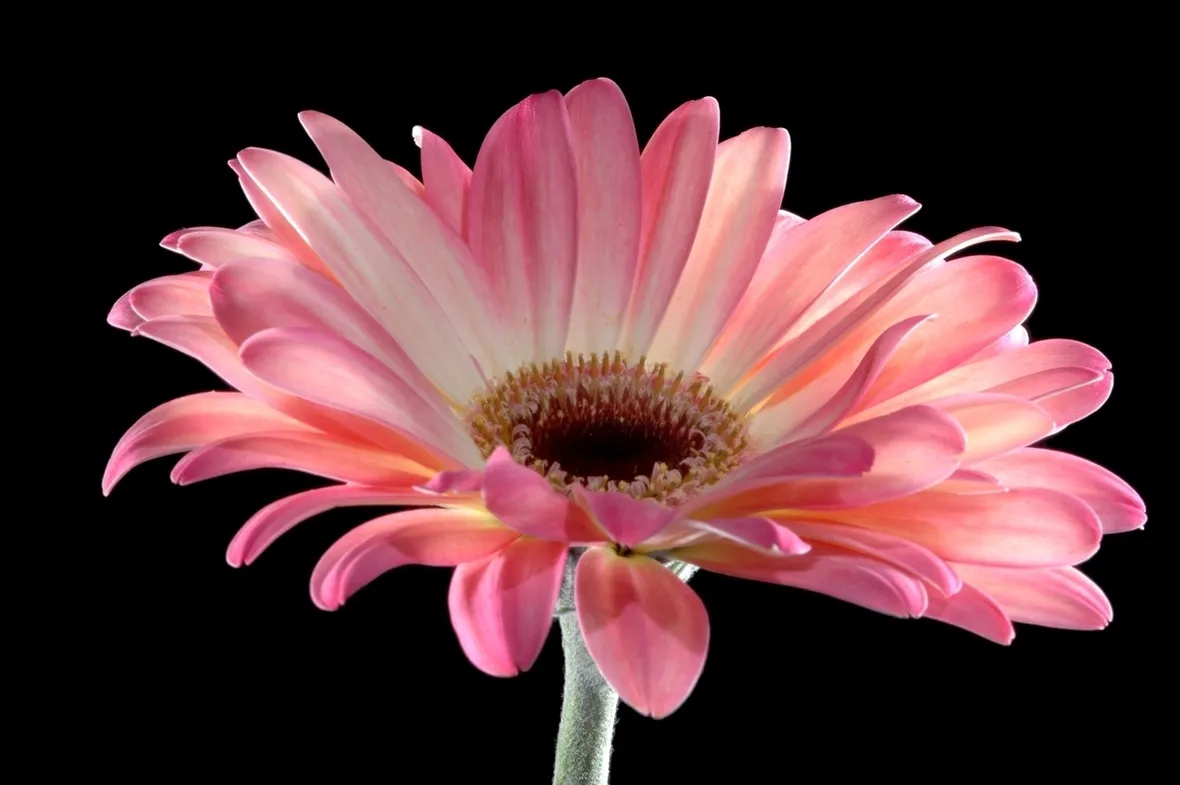 significato fiori gerbere rosa-1