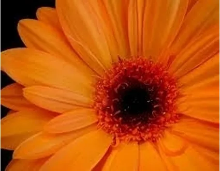 significato fiori gerbere rosa