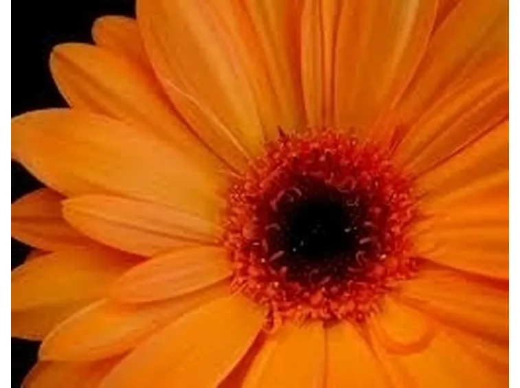 significato fiori gerbere rosa
