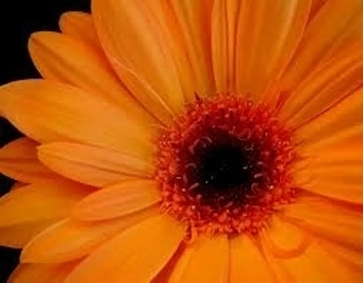 significato fiori gerbere rosa
