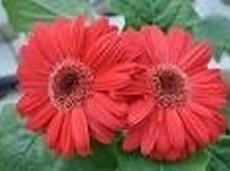 Significato fiori gerbere rosse