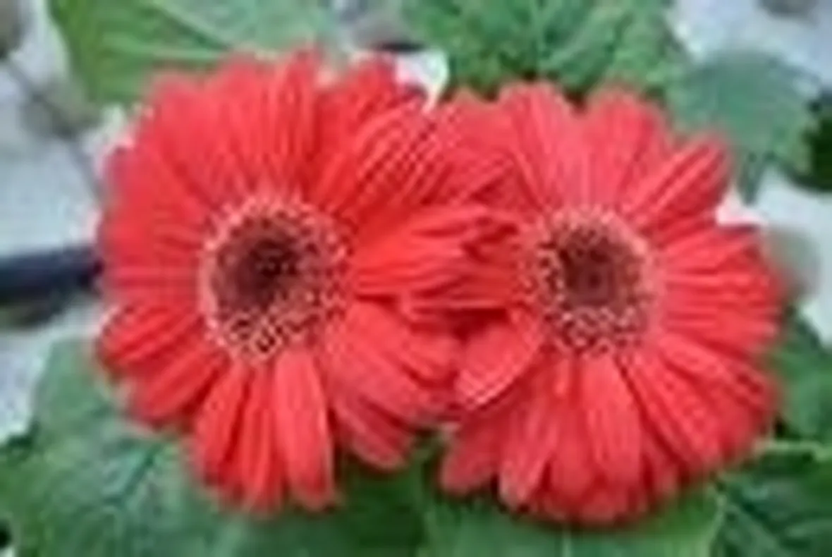 Significato fiori gerbere rosse