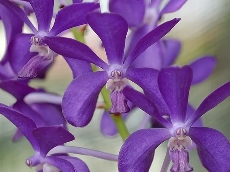 significato fiori gerbere viola