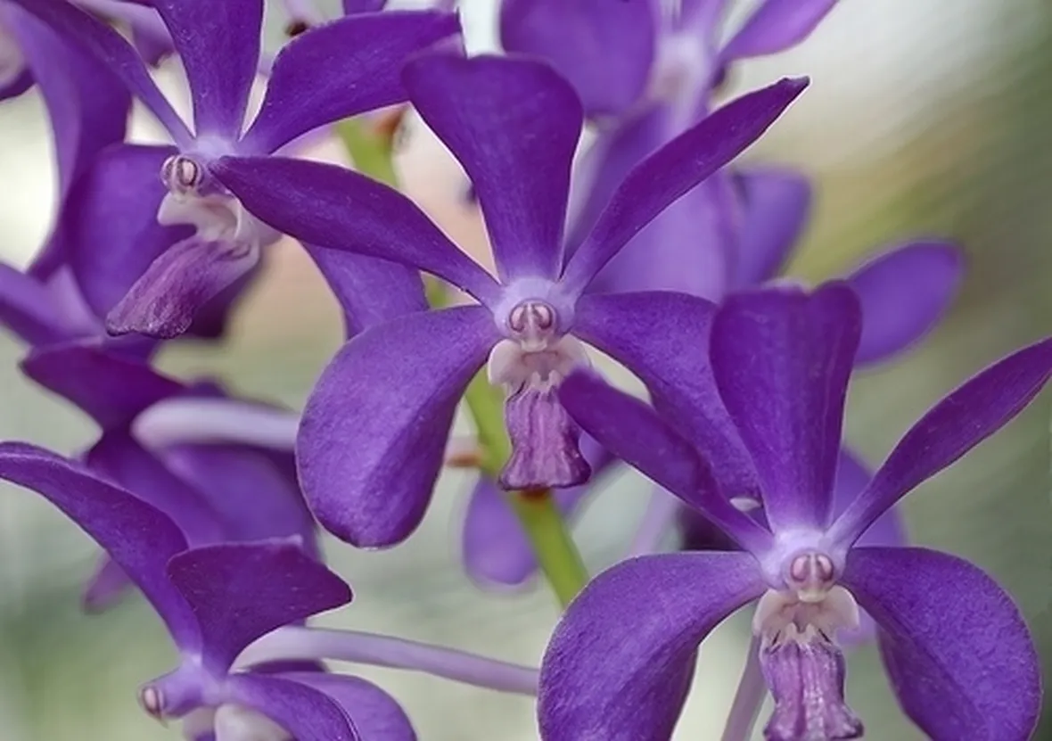 significato fiori gerbere viola