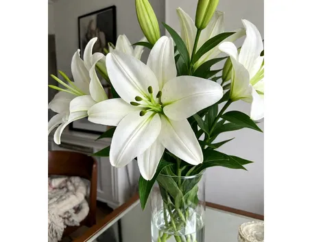 significato fiori lilium bianche