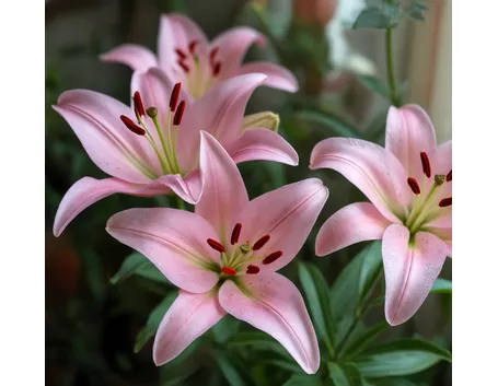 significato fiori lilium fuxia