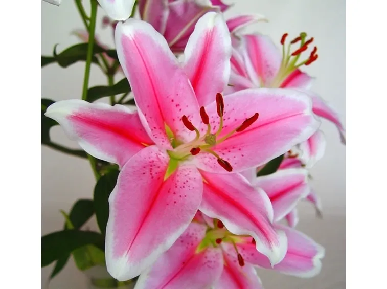significato fiori lilium fuxia