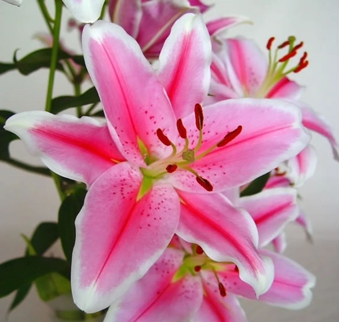 significato fiori lilium fuxia