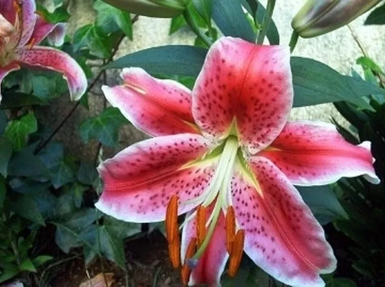 significato fiori lilium rosa-1