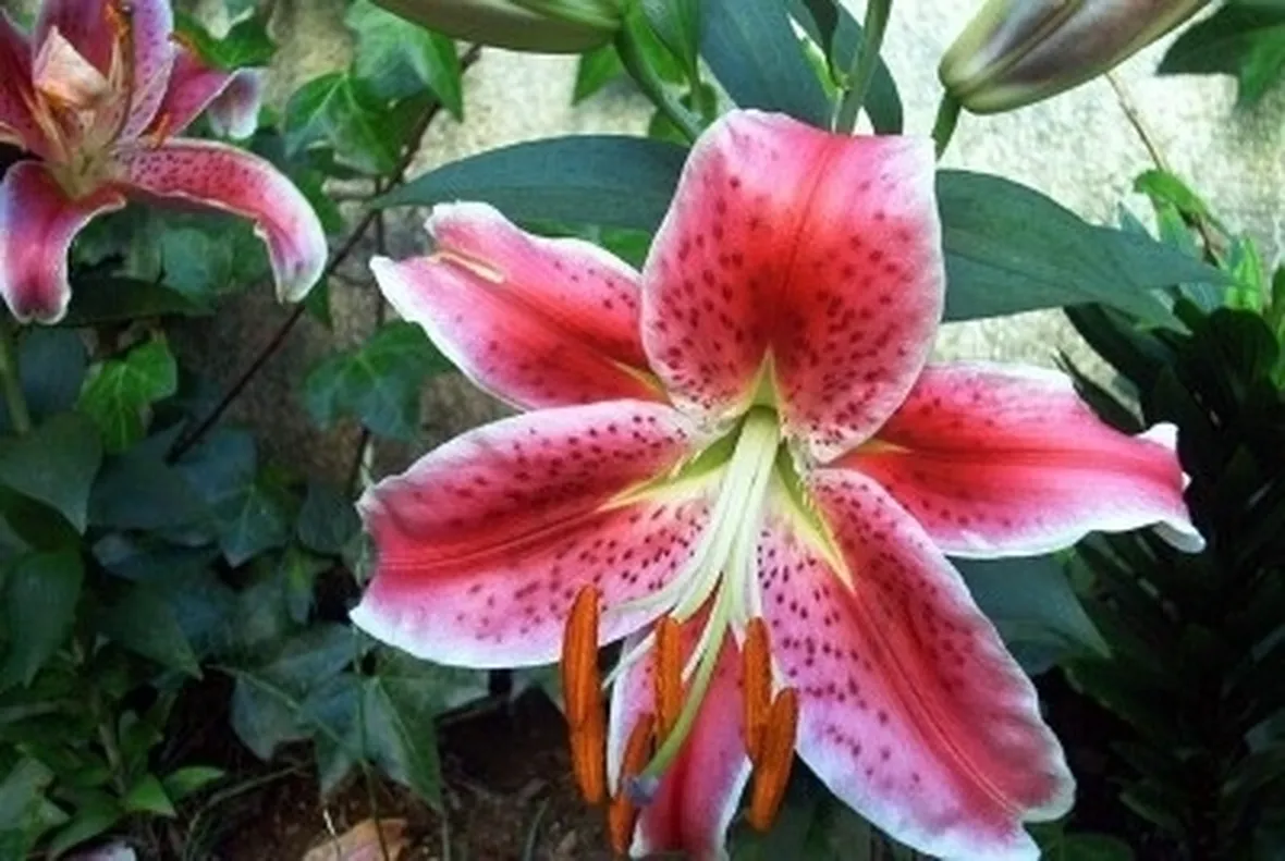 significato fiori lilium rosa-1