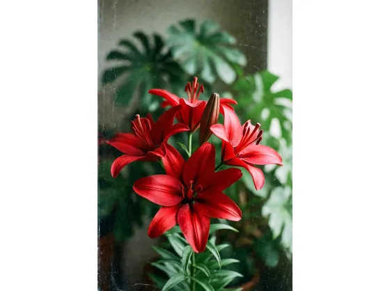 Significato fiori lilium rosse