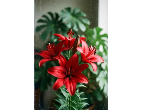 Significato fiori lilium rosse