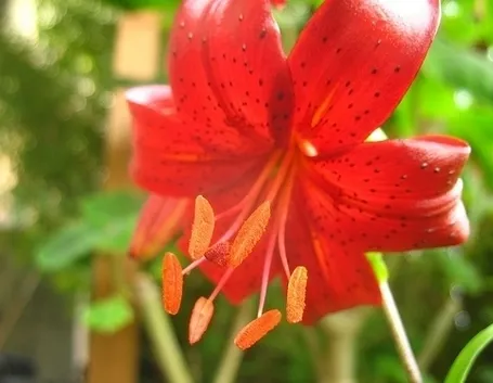 significato fiori lilium rosse