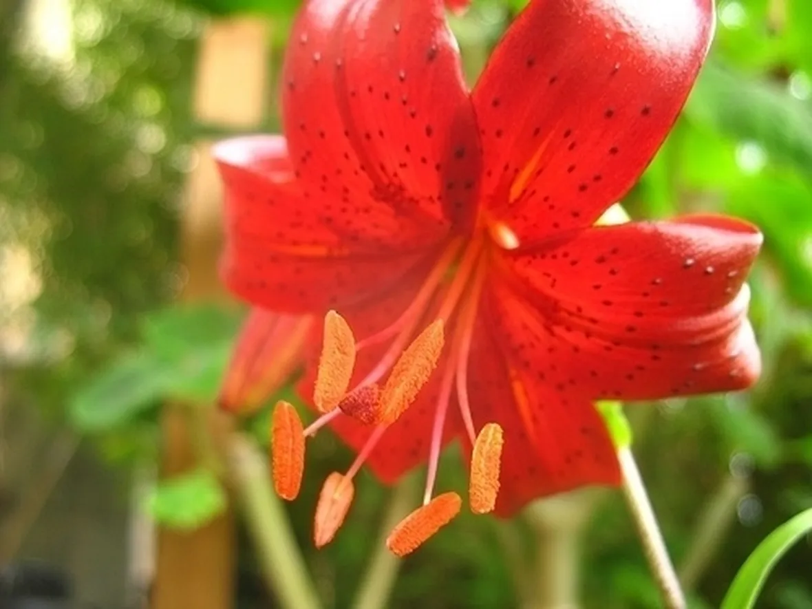 significato fiori lilium rosse