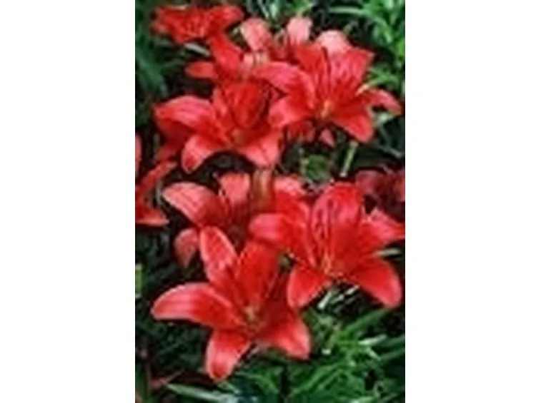 Significato fiori lilium rosse