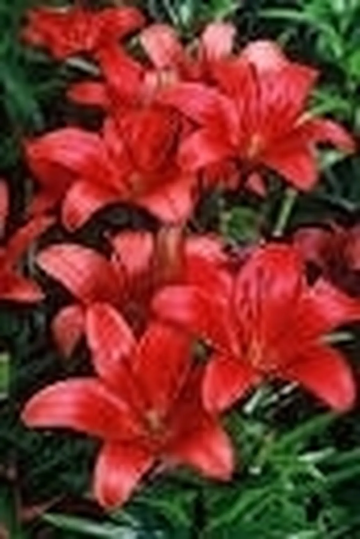 Significato fiori lilium rosse