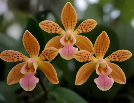 significato fiori orchidee arancio-1