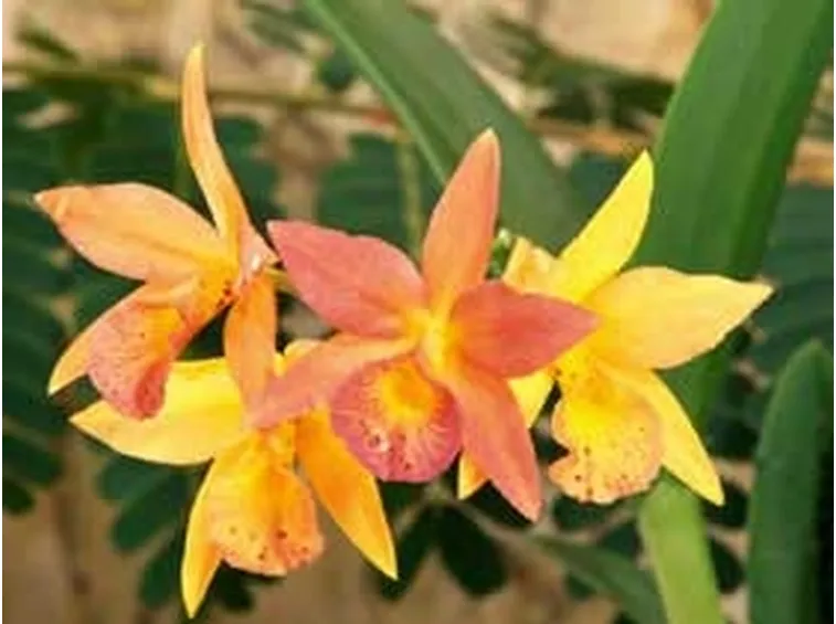 significato fiori orchidee arancio-1