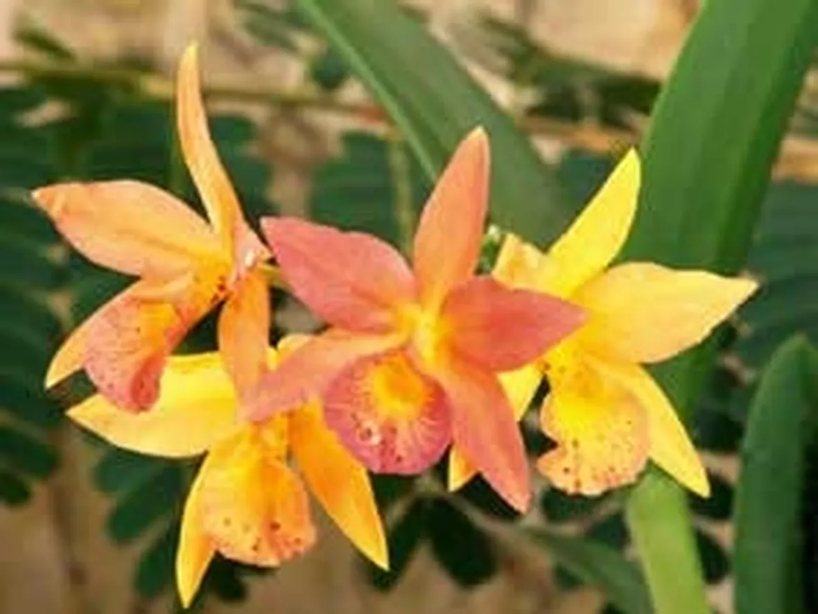 significato fiori orchidee arancio-1