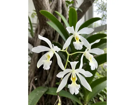 significato fiori orchidee bianche