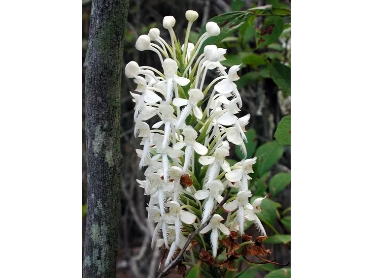 significato fiori orchidee bianche