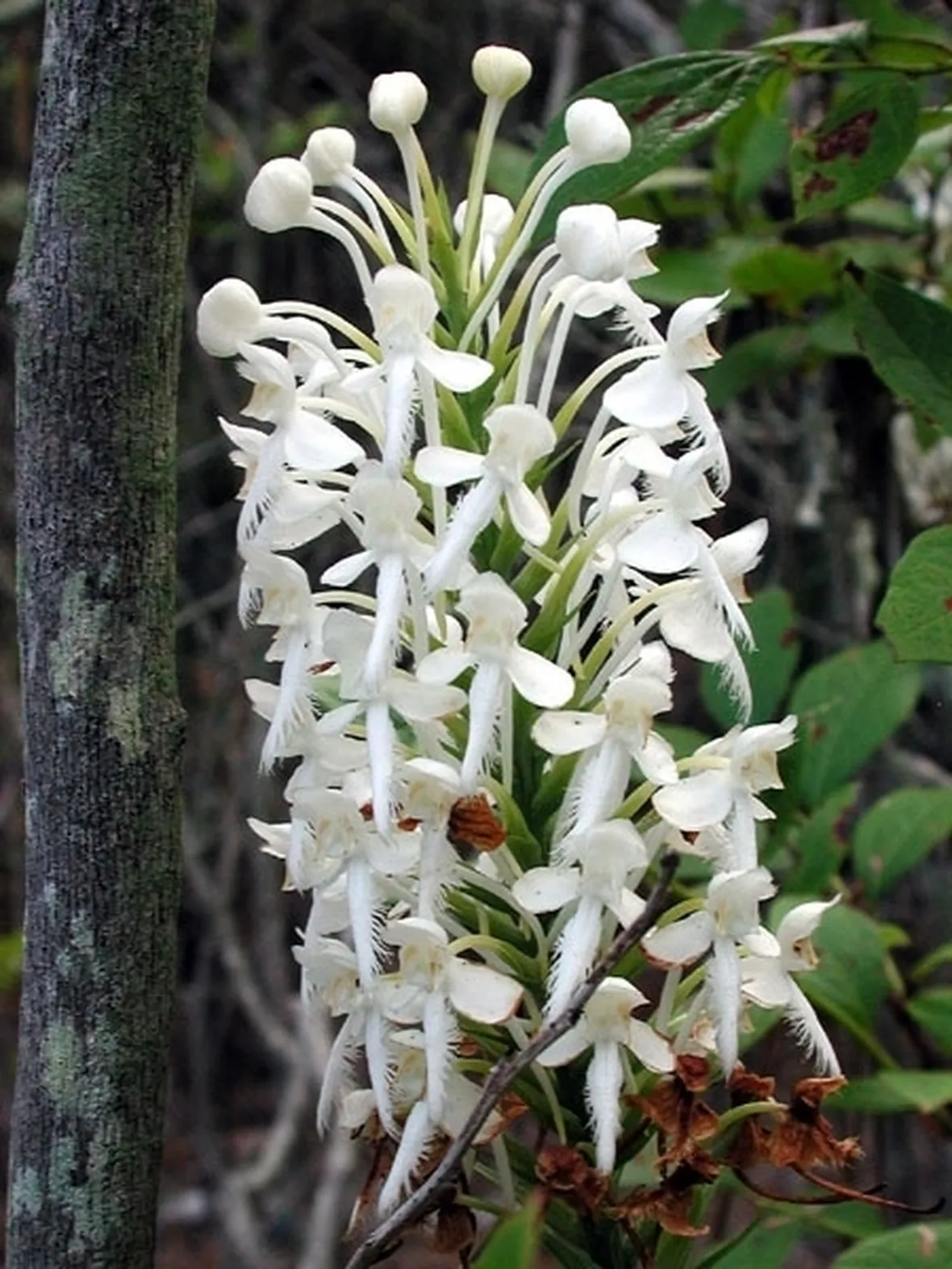 significato fiori orchidee bianche