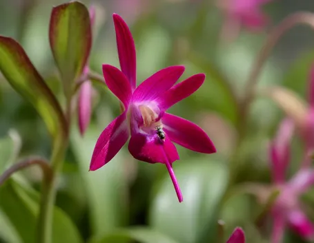 significato fiori orchidee fuxia