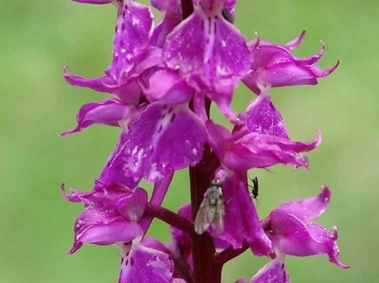 significato fiori orchidee fuxia