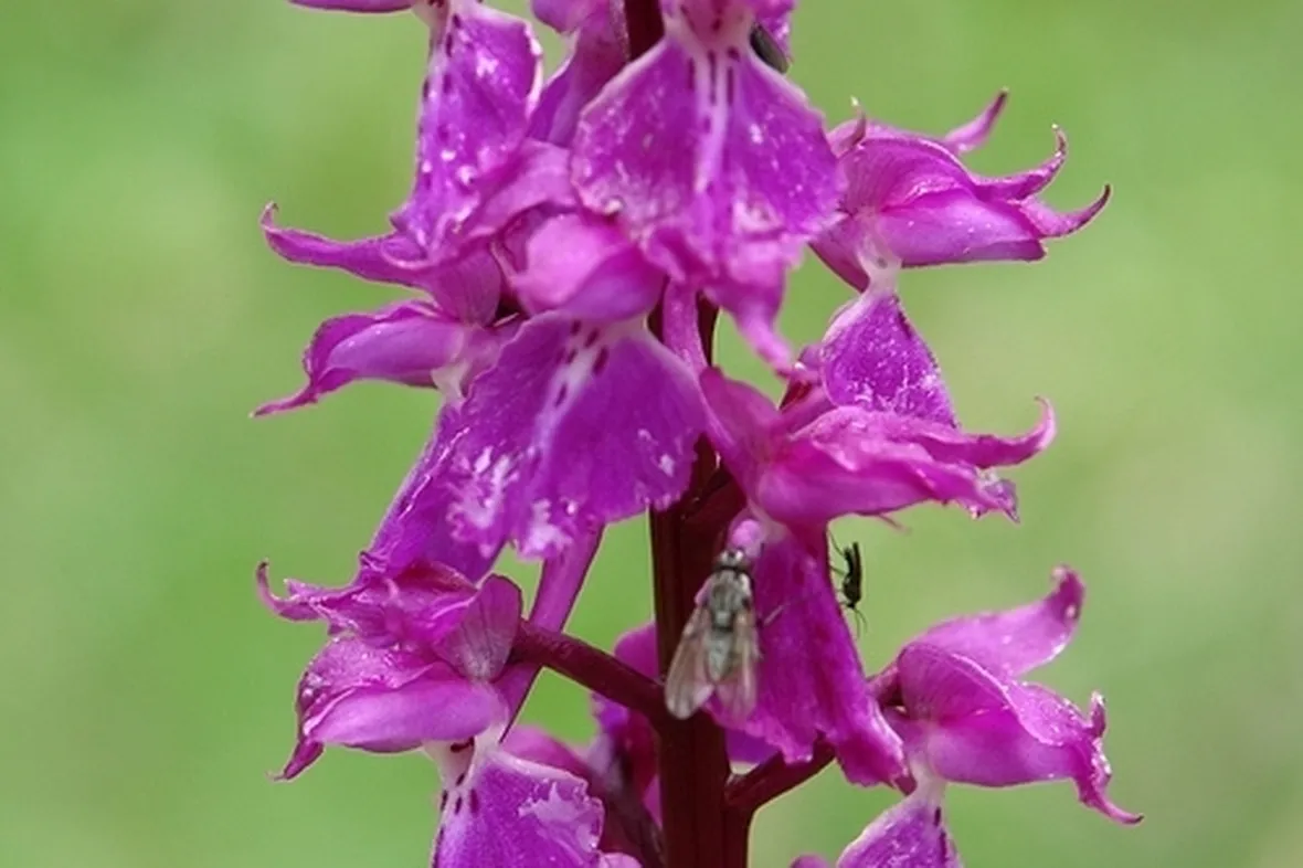 significato fiori orchidee fuxia
