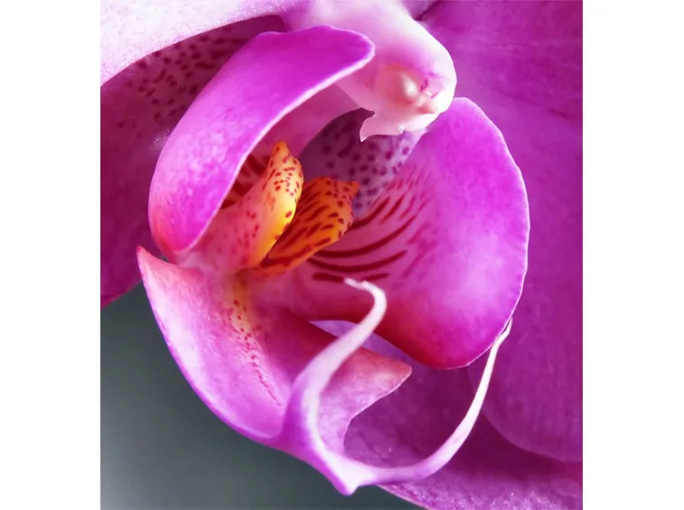 significato fiori orchidee rosa