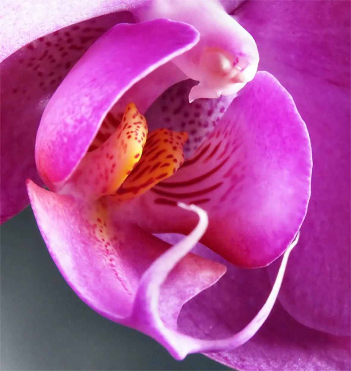 significato fiori orchidee rosa